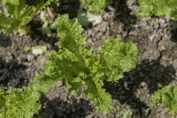 Bahçede yetişen taze marul yaprakları güneşte parlıyor. Seçici Odaklanma Bitkisi.