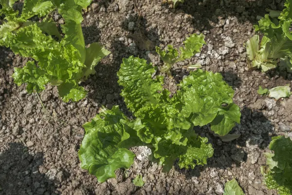 Bahçede yetişen taze marul yaprakları güneşte parlıyor. Seçici Odaklanma Bitkisi.