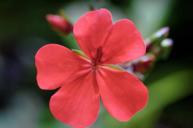 Bahçede kırmızı sardunya çiçeği, yakın çekim. sardunya çiçeği. pelargonium
