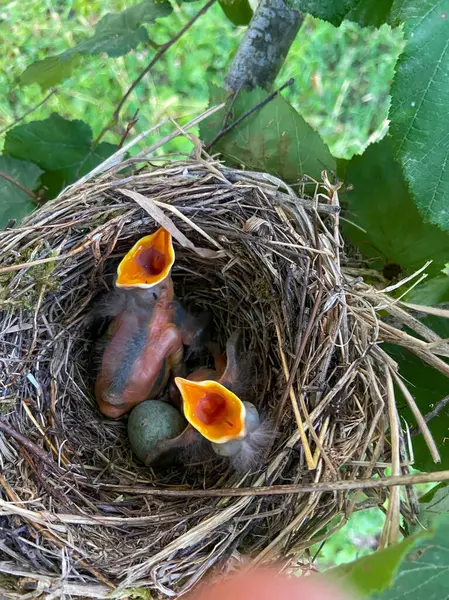 Yukarıdan çekilen bir fotoğrafta görülen bir kuş yuvasında iki kuş ve yumurtasından yeni çıkan bir karatavuk yavrusu vardır.