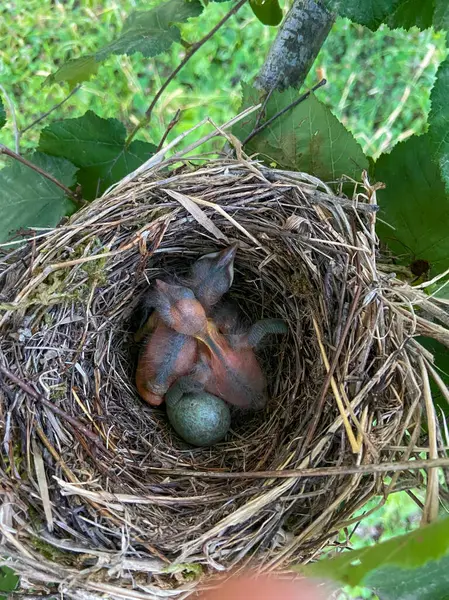 Yukarıdan çekilen bir fotoğrafta görülen bir kuş yuvasında iki kuş ve yumurtasından yeni çıkan bir karatavuk yavrusu vardır.