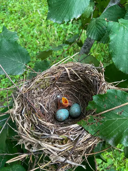 Yukarıdan çekilen bir fotoğrafta görülen bir kuş yuvasında iki kuş ve yumurtasından yeni çıkan bir karatavuk yavrusu vardır.