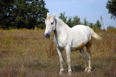 Tarladaki kuru çimlerin üzerinde güzel beyaz bir at. Arap atı, beyaz at güneşli havalarda kuru çimlerle tarımsal alanda duruyor. güçlü, dayanıklı ve hızlı bir hayvan.