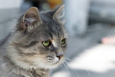 Güzel tüylü kedi yavrusu. Açık havada tekir gri kedi. Güzel kedicik, gri kedi. Üzgün gözlü evsiz bir hayvan. Portre yakın plan. evcil hayvan. Gözlerinden yaşlar akıyor. Bir evcil hayvana bakıyorum.