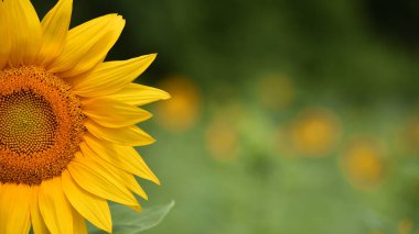 Büyük sarı ayçiçeği tarlada. Gün ışığında ayçiçeğinin büyük çiçekleri. Bir tarlada sarı çiçekler. Tarım konsepti, organik ürünler, iyi hasat. Petrol için tohum yetiştirmek.