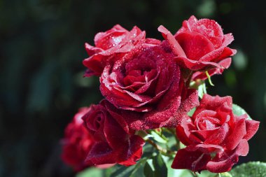Çiçek açan kırmızı güller koyu bir arka planda izole edilmiş. Büyük güzel bahçe çiçekleri kırmızı güller. Tatil için çiçekler, bokeh, makro, çiçekli arka plan. Bir buket kırmızı gül.