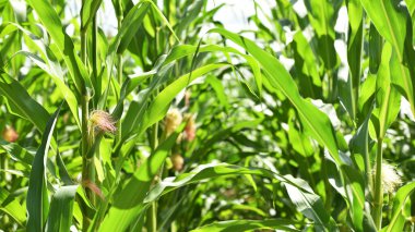 ears of corn and green leaves on a field background close-up. Corn farm. A selective focus picture of corn cob in organic corn field. concept of good harvest, agricultural clipart