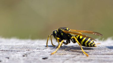 Vespula germanica, Avrupa eşekarısı, Alman eşekarısı. Yuvayı inşa etmek için selüloz elde edilecek olan çene ile ahşap bir yüzeyi tırmalayarak. İzole edilmiş örnek, makro böcek.