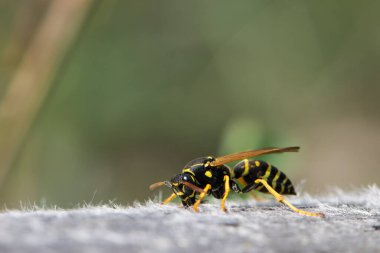 Vespula germanica, Avrupa eşekarısı, Alman eşekarısı. Yuvayı inşa etmek için selüloz elde edilecek olan çene ile ahşap bir yüzeyi tırmalayarak. İzole edilmiş örnek, makro böcek.