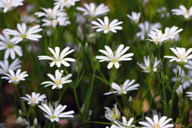 Stellaria sanal çayı. Tavuk otunun narin orman çiçekleri, Stellaria holostea ya da Echte Sternmiere. Çiçek arkaplanı. Doğal arka planda beyaz çiçekler. Yakın plan. Doğanın güzelliği. makro çiçek