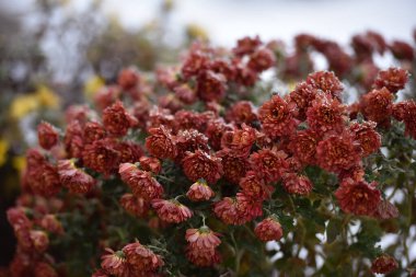 flowers late autumn. Rime. morning frost. Bushes chrysanthemums covered with frost. first frosts. cold season. low temperature. winter background. close-up. autumn morning frosts, garden, flowerbed clipart