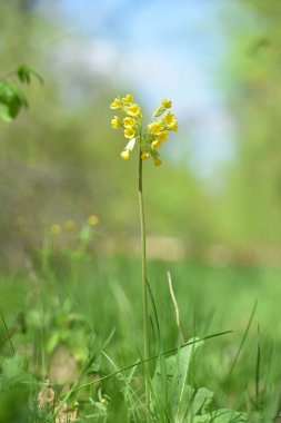 Vahşi çuha çiçeği Oxlip, Primula elatior. Primula elatior ilkbahar çiçeklerinden biri. Ormandaki yabani sarı çiçek. bahar doğal arka plan. seçici odak