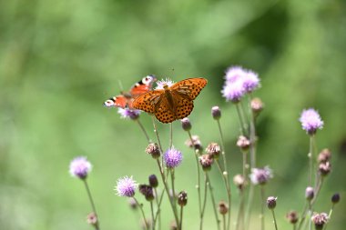 Vanessa atalanta. Kızıl amiral çayırlık çiçeğinin üzerinde bulanık bir geçmişi olan Cirsium vulgare. Kelebek gibi yakın plan. Yazın doğa. Güzel kelebek vahşi bir bitkiden nektar toplar. seçici odak