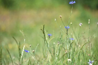 Mısır çiçeği, Centaurea siyanus nadir bulunan Arable Fields çiçeği. Mavi kır çiçekleri, doğal çiçek arkaplanı. Vahşi çiçekler, yakın plan, bulanık arka plan. Yaz çayırı çiçeği, güzel mavi çiçekler..