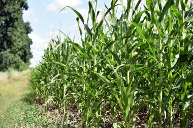 Mısır ve yeşil yaprakların kulakları yakın plan çekimde. Mısır çiftliği. Organik mısır tarlasında seçici bir mısır koçanı resmi. İyi hasat, tarım, yazı konsepti