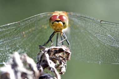Sympetrum vulgatum. Büyük, güzel bir yusufçuk, kuru, yeşil bir arka planda, yakın plan. Yusufçuk tarladaki çimlerin üzerinde oturur. Büyük gözlü yusufçuk. Küçük yırtıcı. makro doğa