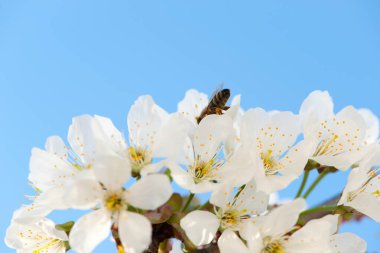 Çiçek açan bir ağaçtaki arı. Bal arısı armut ağacının beyaz çiçeklerini döllüyor. Makro çekim, arıları toplamak. Doğadaki böcekler, bahar mevsimi. Meyve bahçesindeki arılar. Kiraz çiçekleri, yakın plan.