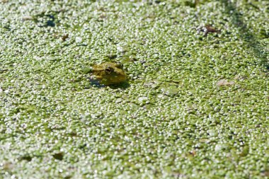 Bataklık kurbağası, Pelophylax ridibundus, doğal ortamında. Doğadan vahşi yaşam sahnesi, sudaki yeşil hayvan. Bataklıktaki kirli suda güzel bir kurbağa. Yakın çekim amfibi. Göletteki kurbağa, yosun, ördek otu