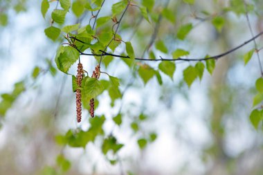 Huş ağacı. Ağaç ilkbaharda canlanır. Bahar parkındaki huş ağaçlarının yakını. Bahar çiçeklerinin polenine alerjisi var. Baharda huş ağacı tomurcukları, bir dalda, doğal arka planda. yeşil yapraklar