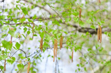 Huş ağacı. Ağaç ilkbaharda canlanır. Bahar parkındaki huş ağaçlarının yakını. Bahar çiçeklerinin polenine alerjisi var. Baharda huş ağacı tomurcukları, bir dalda, doğal arka planda. yeşil yapraklar