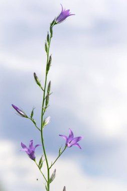 Campanula. Mor çiçek, batan güneşin ışınlarında çanlar. Kalın otların arasında çan çalıyor. Güzel, narin bir çiçek, yakın plan. Çiçek arkaplanı. Ilık mevsim, bahar mevsimi