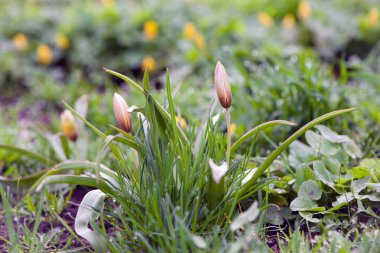 Lale çiçeği. Yeşil otların arka planında gün ışığında açan, lale bahçesindeki bir çiçek. Çiçekli arka plan, güzel lale yakın plan. Narin bahar çiçeği. Kır çiçekleri. Doğanın güzelliği