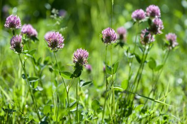 Kırmızı Yonca, Trifolium pratense, tipik bir çayır ortamında. Açık yeşil arkaplanda narin bir çiçek. Makro doğa. Yabani çiçek. Pembe yonca, tarlada çiçek. yakın plan
