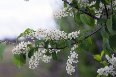 Prunus padus. Sıradan bir kuş kirazı. Çiçek açan ağaç. Bir dalda küçük beyaz çiçekler. Vahşi ağaç. Baharda kiraz ağacı, taze yeşil yapraklar. Yakın plan. Doğanın güzelliği. doğal arkaplan