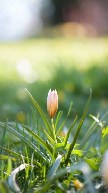 Lale çiçeği. Yeşil otların arka planında gün ışığında açan, lale bahçesindeki bir çiçek. Çiçekli arka plan, güzel lale yakın plan. Narin bahar çiçeği. Kır çiçekleri. Doğanın güzelliği