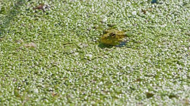 Marsh frog, Pelophylax ridibundus, in nature habitat. Wildlife scene from nature, green animal in water. Beautiful frog in dirty water in a swamp. close-up amphibian. frog in the pond, algae, duckweed clipart