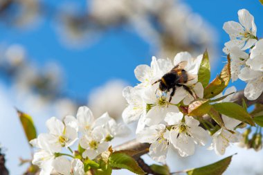 Çiçek açan bir ağaçtaki yaban arısı. Bal arıları ağaçların beyaz çiçeklerini döllüyor, yakın çekim, makro çekim. Nektar topluyorum. Doğadaki böcekler, bahar mevsimi. Meyve bahçesinin çiçeklerinde yabanarısı