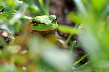 Hyla arborea. Ağaç tırmanışçısı. Bataklık kurbağası, kurbağa gözü, Pelophylax ridibundus, doğal ortamında. Doğadan vahşi yaşam sahnesi, yeşil hayvan. Bataklıktaki güzel kurbağa. amfibik yakın plan