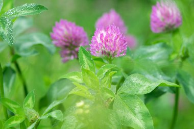 Kırmızı Yonca, Trifolium pratense, tipik bir çayır ortamında. Narin bir çiçek, açık yeşil bir arka planda, yağmurdan sonra damlalar, sabah çiyleri, yapraklarda nem. makro doğa.