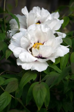 Şakayık çiçeği. Yeşil yapraklı büyük beyaz çiçekler. Zarif beyaz şakayık çiçekleri içinde sarı polenler bahçede çiçek açıyor. Çok güzel renkli şakayık, makro yakın plan. Aç