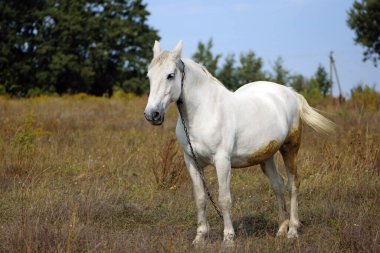 Tarladaki kuru çimlerin üzerinde güzel beyaz bir at. Arap atı, beyaz at güneşli havalarda kuru çimlerle tarımsal alanda duruyor. güçlü, dayanıklı ve hızlı bir hayvan.