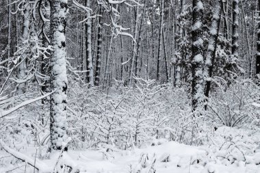 Kış ormanı ağaçları karlar altında. Muhteşem kış manzarası. Ulusal Park. Carpathian, Ukrayna, Avrupa. Güzellik dünyası. Kış ormanı patikası, soğuk mevsim. Çok fazla kar var. arkaplan siyah beyaz