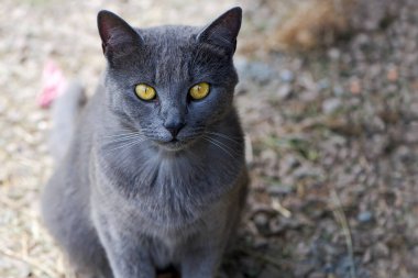 Güzel gri kedi. Büyük sarı gözlü gri bir kedinin kafasının yakın çekimi. Kedi, altın sarısı büyük gözleriyle doğrudan kameraya bakar. evcil hayvan