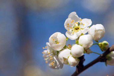 İlkbaharda çiçek açan siyah diken dalları, Prunus spinosa. Beyaz çiçekler, doğal çiçek arkaplanı. Narin bahar çiçekleri, yakın plan. bahar doğal arka plan, çiçek açan ağaç