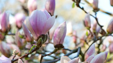 Manolya. Bahar manolyası çiçekleri, doğal yumuşak çiçek arkaplanı. Güzel çiçekler, narin manolyalar, bahçede ya da parkta. Doğadaki pembe çiçek, yakın plan. Çiçek mevsimi, bahar zamanı.