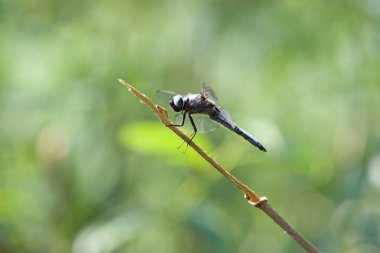 Orthetrum iptal. Aeshna siyanea. Anax imperator. Bir dalda oturan büyük yusufçuk. Nehrin kenarındaki böcek. Makro doğa. Güzel yusufçuk, küçük yırtıcı. Doğal arka plan. Göletin yanında.