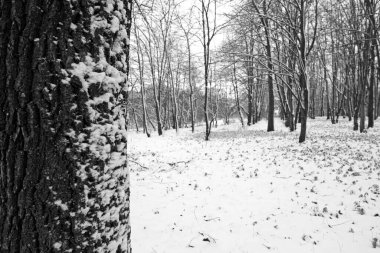 Kış ormanı ağaçları karlar altında. Muhteşem kış manzarası. Ulusal Park. Carpathian, Ukrayna, Avrupa. Güzellik dünyası. Kış ormanı patikası, soğuk mevsim. Çok fazla kar var. Kış ormanında yol