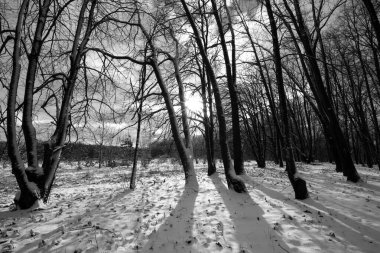 Kış ormanı ağaçları karlar altında. Muhteşem kış manzarası. Ulusal Park. Carpathian, Ukrayna, Avrupa. Güzellik dünyası. Kış ormanı patikası, soğuk mevsim. Çok fazla kar var. Kış ormanında yol