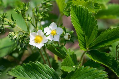 Küçük beyaz çilek çiçeği, yakın plan. Yeşil çimenlikteki orman çileği çiçekleri. Beyaz yapraklı, yeşil yapraklı çiçekler, makro fotoğraf. Bahar mevsimi. yabanmersini.