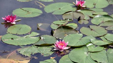 Nelumbo. Suda nilüfer çiçeği. Göldeki kutsal narin çiçek. Yeşil yapraklı, büyük, pembe bir çiçek. Doğal çiçek arkaplanı. Büyük yuvarlak yapraklar. Yakın plan. Doğadaki güzellik