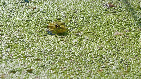 Bataklık kurbağası, Pelophylax ridibundus, doğal ortamında. Doğadan vahşi yaşam sahnesi, sudaki yeşil hayvan. Bataklıktaki kirli suda güzel bir kurbağa. Yakın çekim amfibi. Göletteki kurbağa, yosun, ördek otu