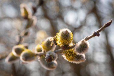 Sarı kabarık çiçekli söğüt çiçeğinin üzerindeki arı. Böcekler çiçek açan sarı söğüt tomurcuklarından nektar toplarlar. Çiçekteki bal arısı, tıbbi özellikleri olan bal yapmak için polen ve nektar toplar.