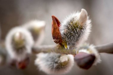 closeup spring blooming willow flower. blossoming willow branch in spring. flower close-up. fluffy flower on a willow branch. spring background, beautiful nature. symbol for the Easter holiday clipart