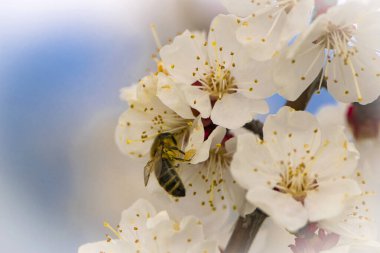 Çiçek açan bir ağaçta oturan bir arı. Bir arı çiçekten polen toplar. Narin bahar kayısı çiçeği. Bahçedeki böceklerin faydaları. Bal arısı, yakın plan. makro doğa, bahar arkaplanı