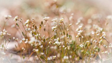 Küçük ve narin bahar çiçekleri. Makro doğa, çiçekli arka plan. Ekran koruyucu, tarlanın yabani çiçekleri. Sıcak yaz, küçük beyaz çiçekler. Metin için boşluk