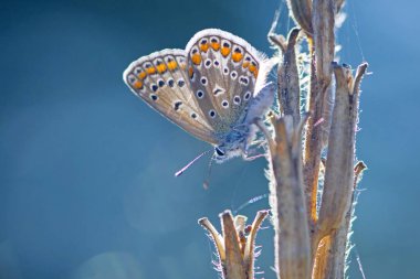 Kelebek kurumuş bir bitkinin üzerinde oturur. Polyommatus icarus. Güzel kelebek Pseudophilotes bavius, bir tarla bitkisinin üzerinde mavi kanatları var. Doğadaki narin kelebek. Kelebek mavi arka planda izole edilmiş.